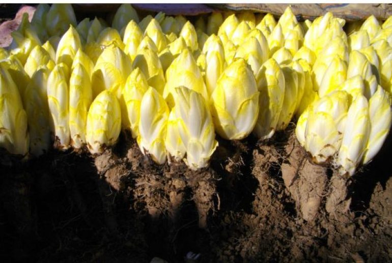 cuisson endives cocotte minute